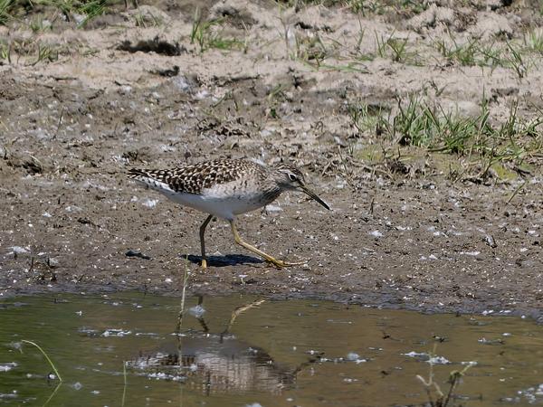 <h3>Tringa&nbsp;glareola / Wood&nbsp;sandpiper / Bosruiter</h3>OM-1 Mark II met OLYMPUS M.150-400mm F4.5 TC, 1/2000 sec  bij F5.6, ISO 500, afstand 55.0&nbsp;m